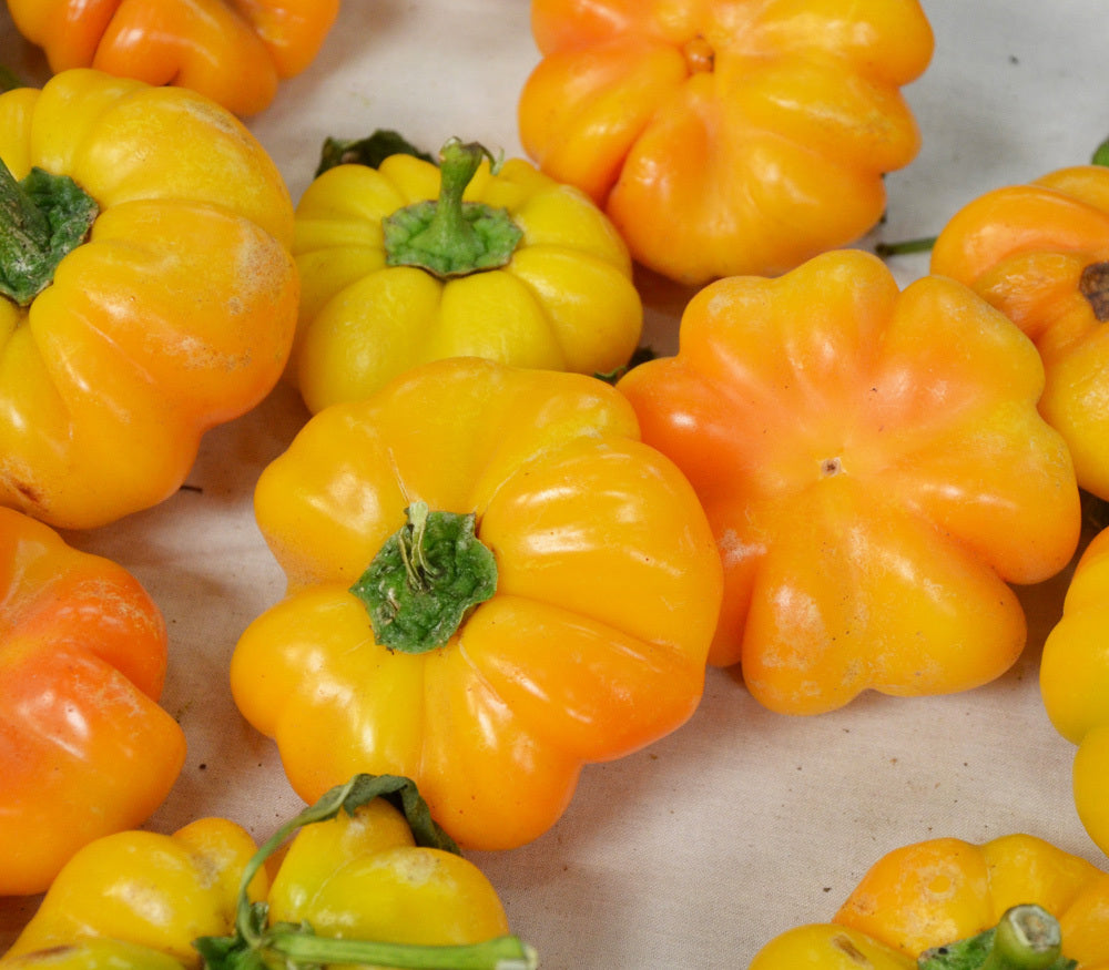 PEPPER 'Paradicsom Alaku Sarga Szentes'