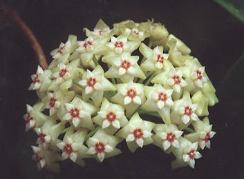 Hoya parasitica var. green