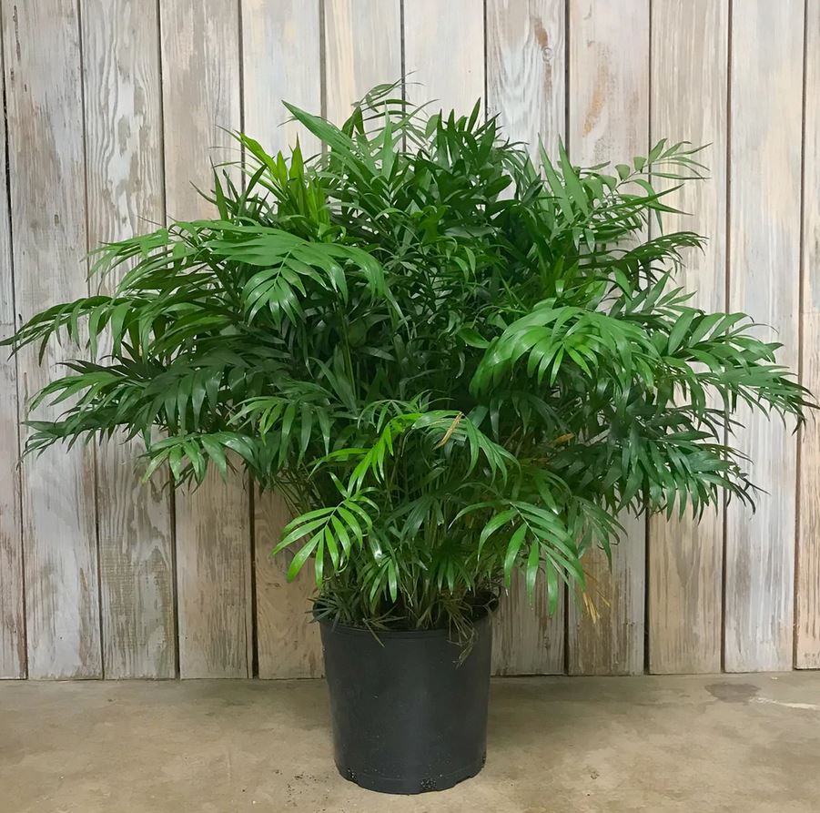 Chamaedorea elegans --Parlor Palm--