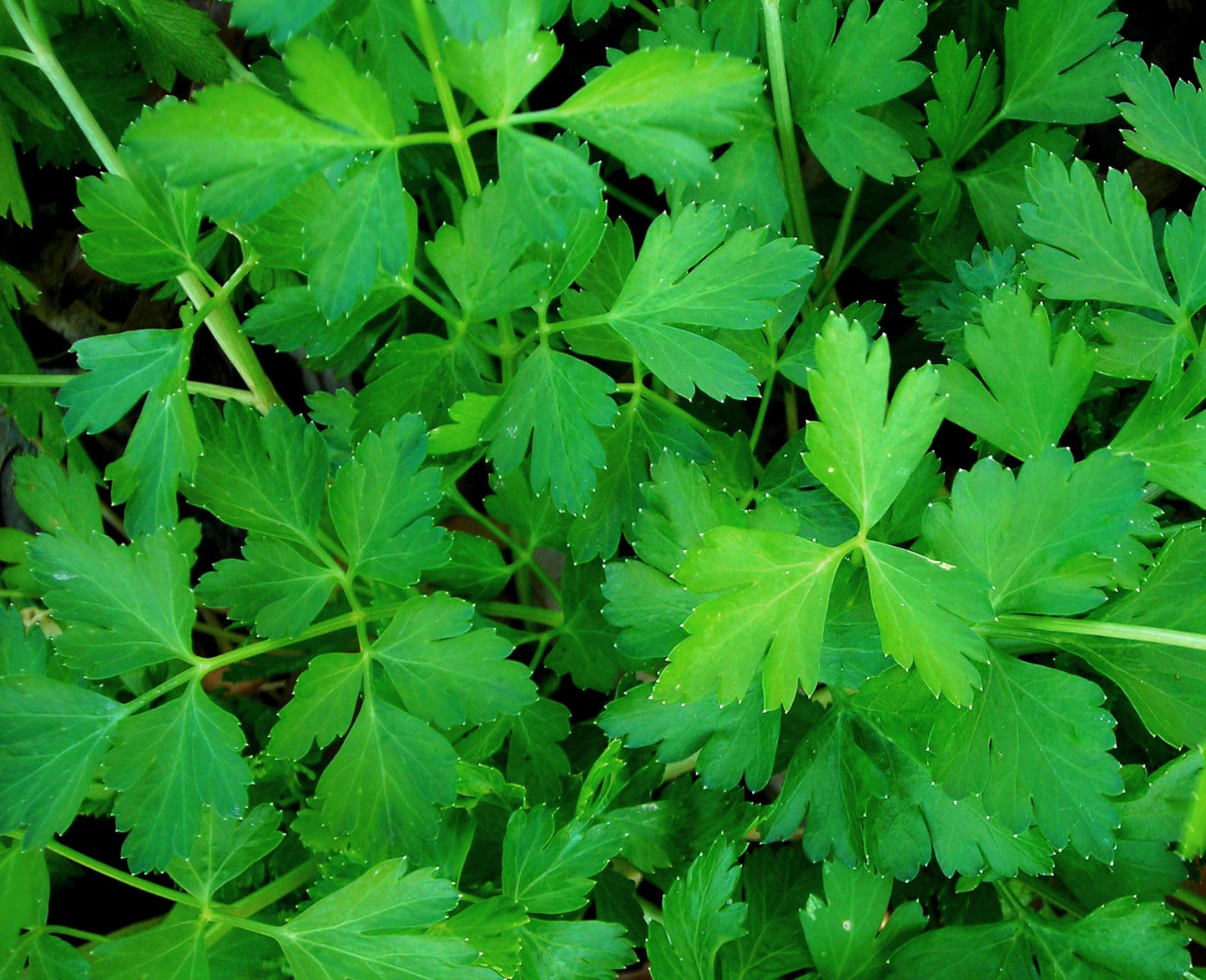 PARSLEY 'Dark Green' --Petroselinum crispum--