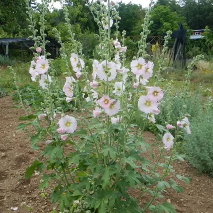HOLLYHOCK 'Pastels' --Alcea rosea--