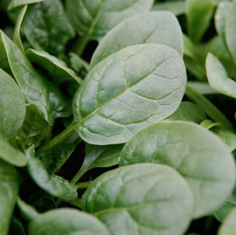 SPINACH 'Patton'