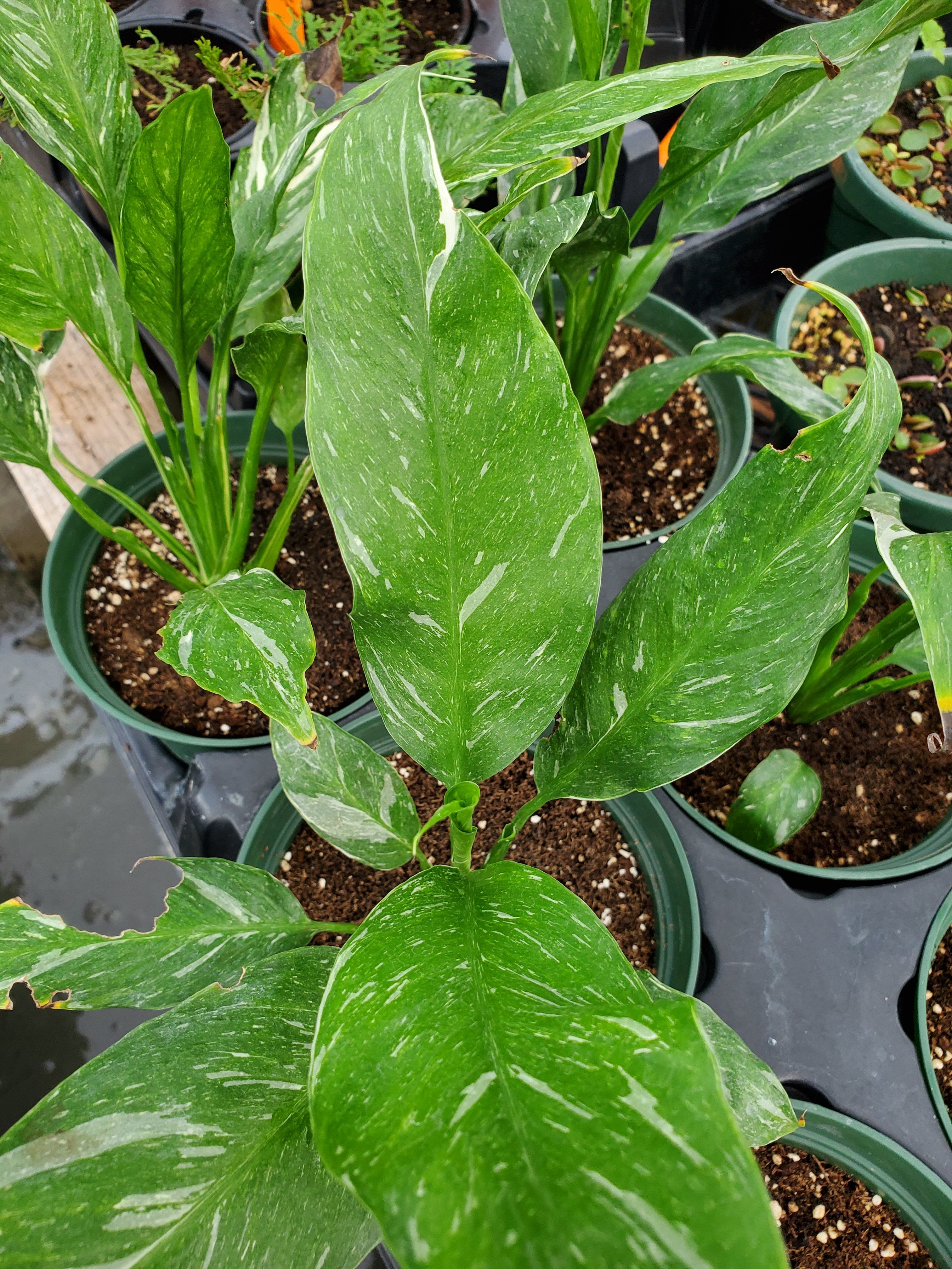 variegated peace lily domino Spathiphyllum x. 'Domino' --Variegated Peace Lily--