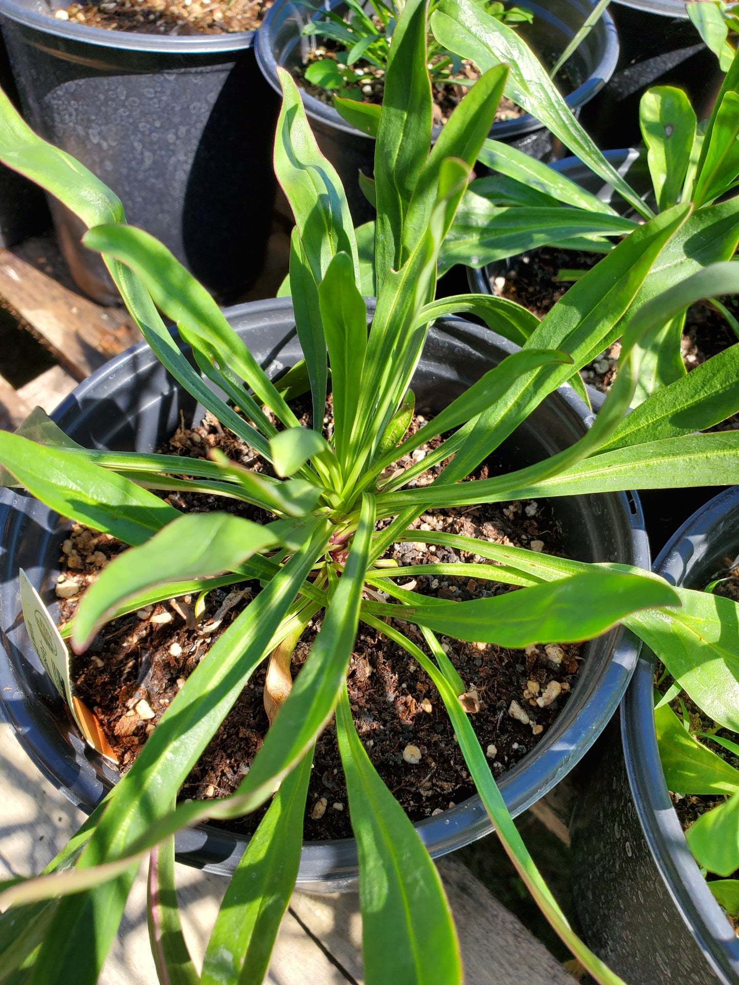 Penstemon barbatus --Twizzle Scarlet Penstemon--