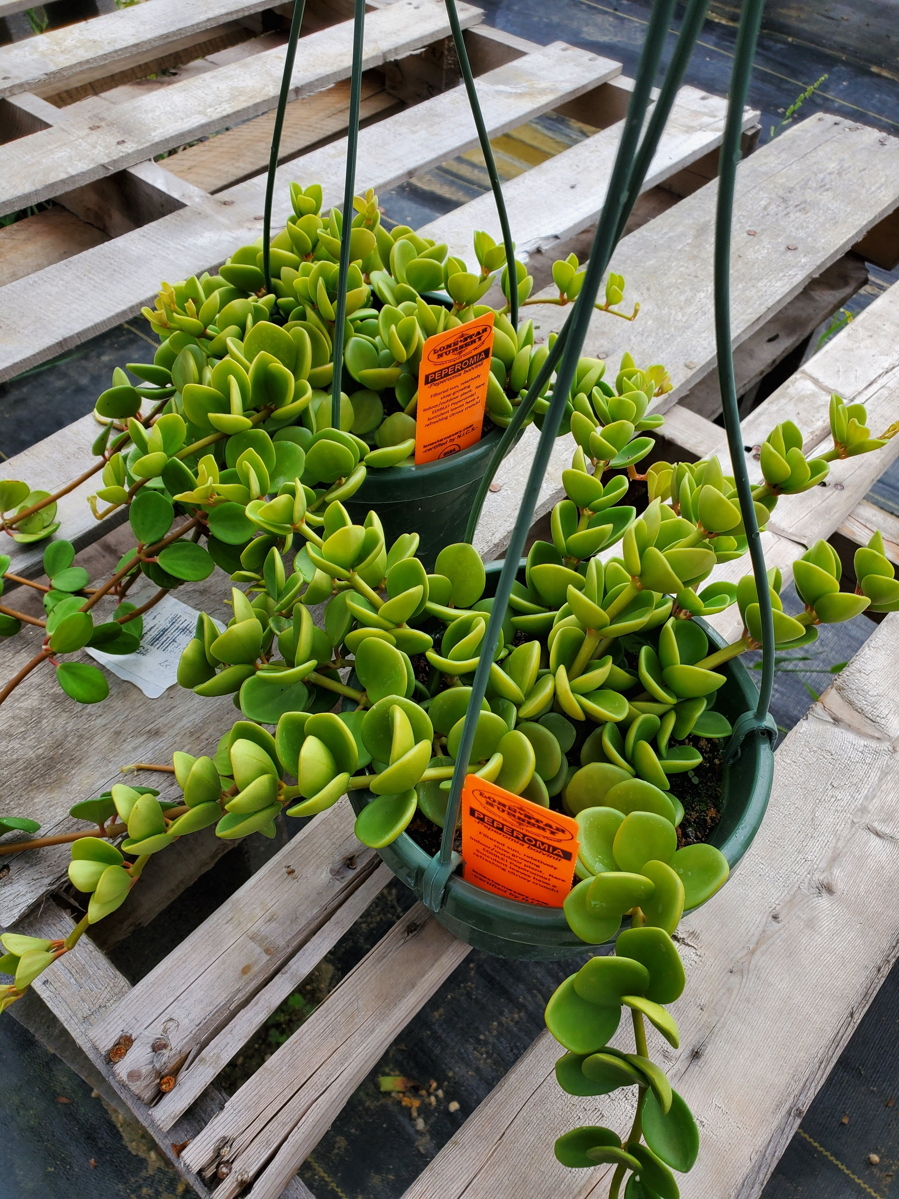 edible succulent leaves Peperomia boivinii --Edible Peperomia--