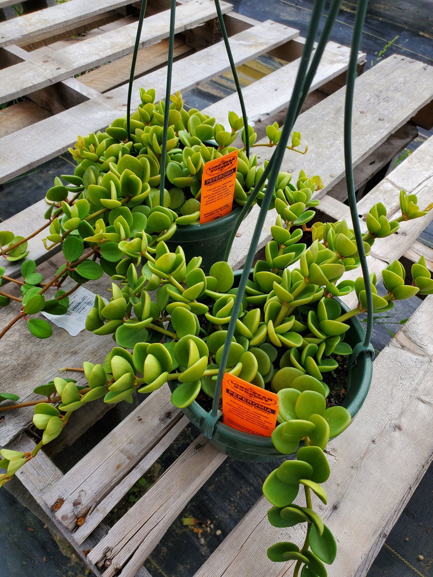 Peperomia boivinii --Edible Peperomia--