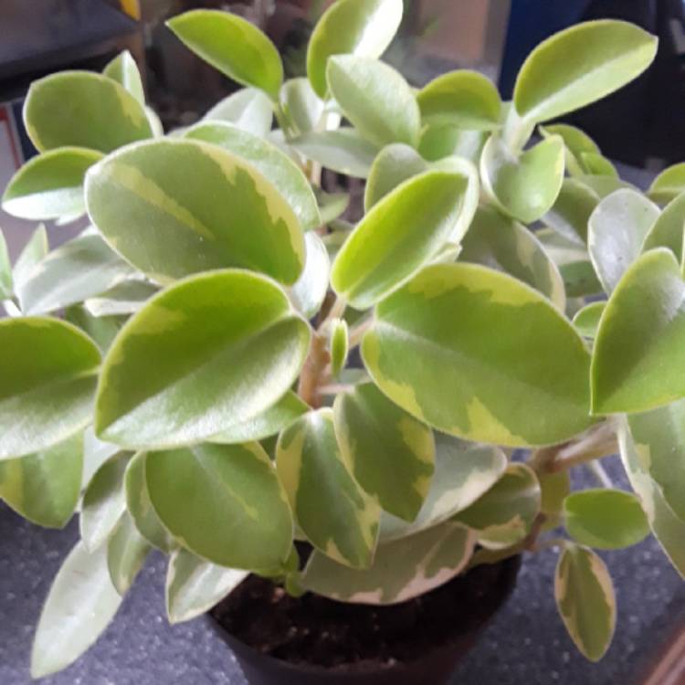 Peperomia 'Orba Variegata' --Variegated Teardrop Peperomia--