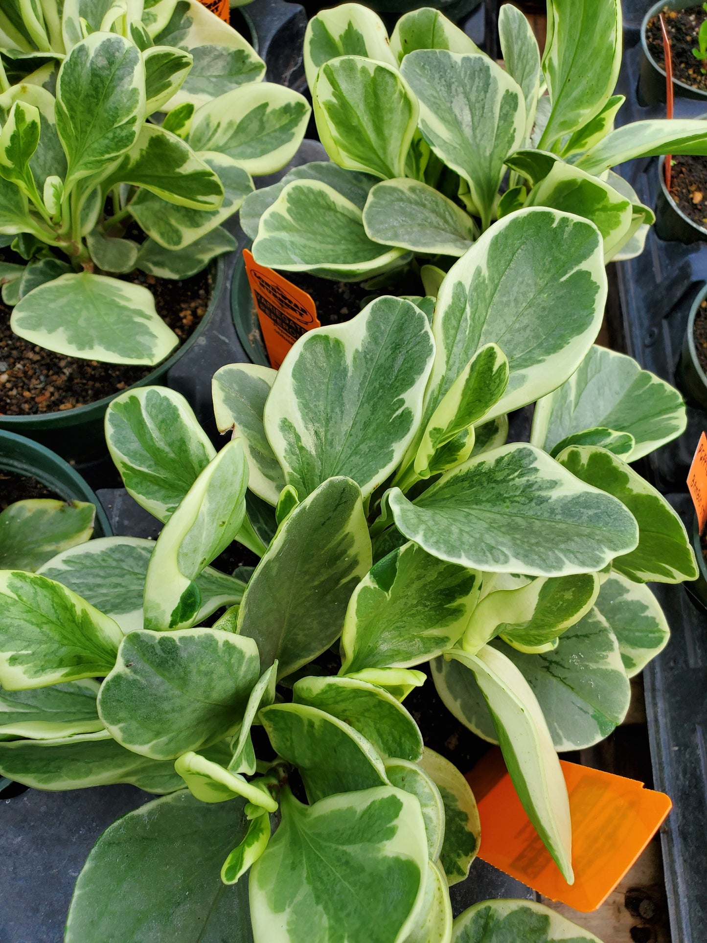 Peperomia obtusifolia var. variegata