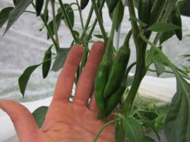 PEPPER 'Hidalgo Serrano'