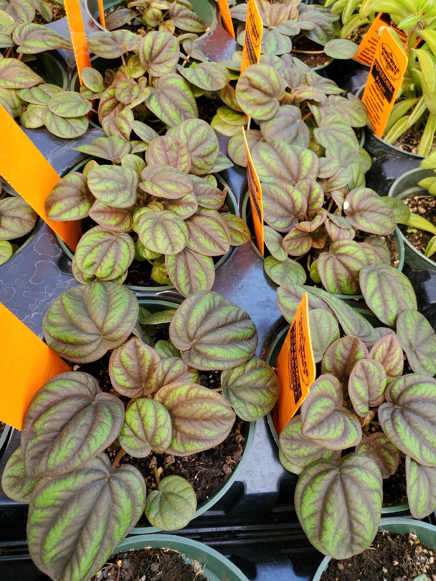 Peperomia 'Peppermill'