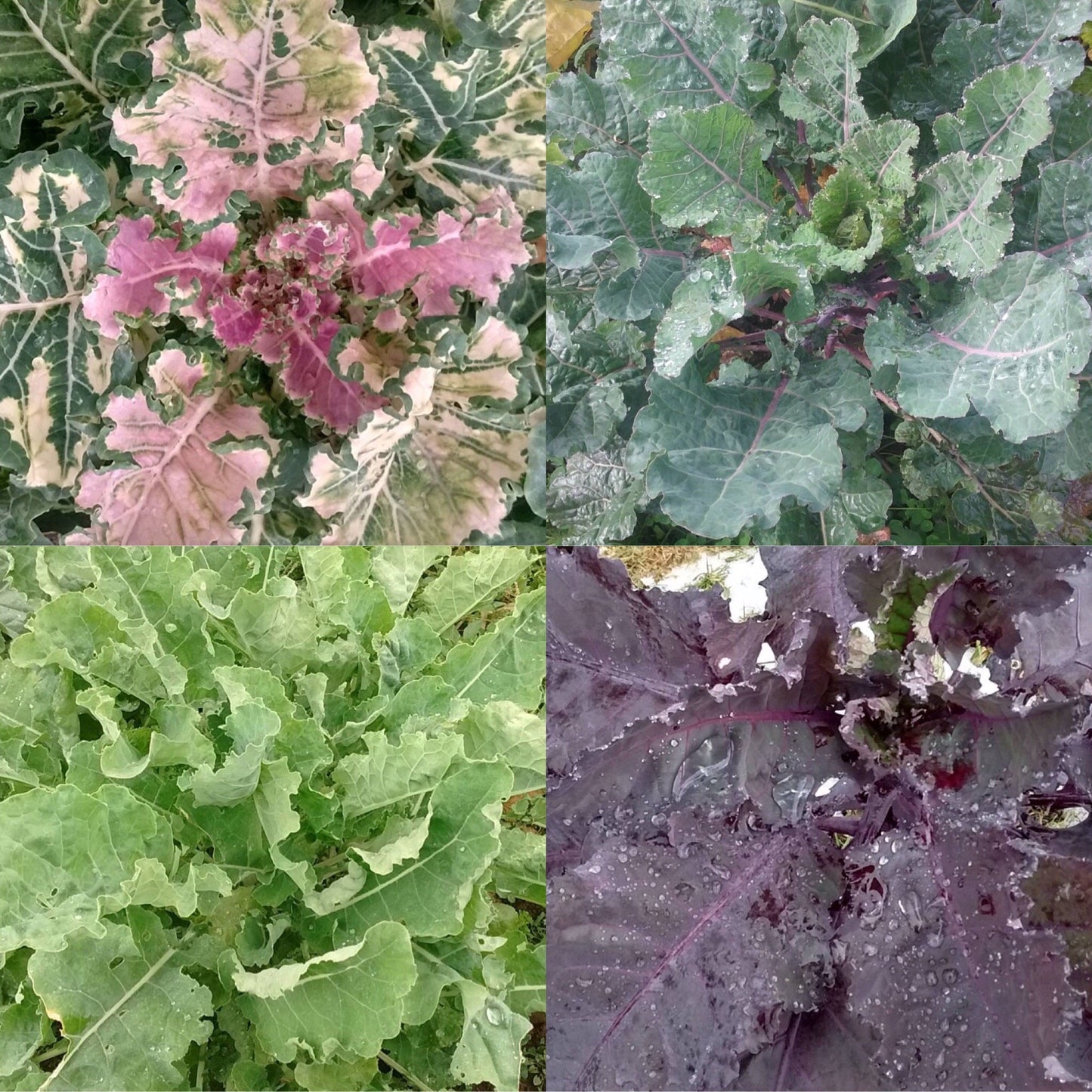 KALE 'Homesteader's Kaleidoscopic' --Brassica oleracea 'Ramosa grex'--