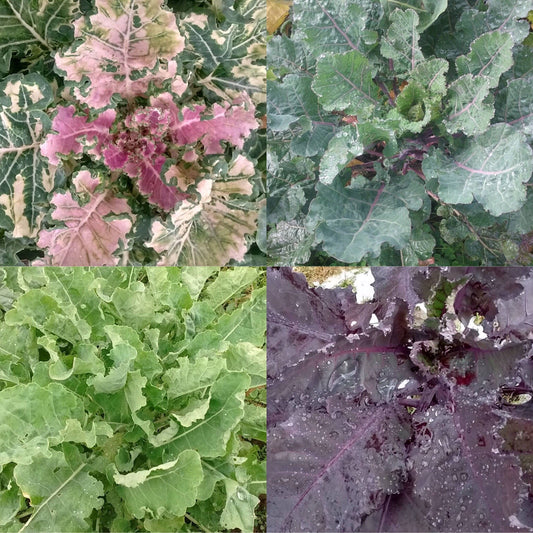 KALE 'Homesteader's Kaleidoscopic' --Brassica oleracea 'Ramosa grex'--
