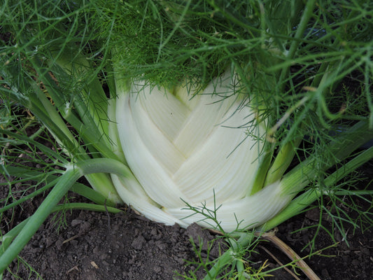 FENNEL 'Perfection' --Foeniculum vulgare--