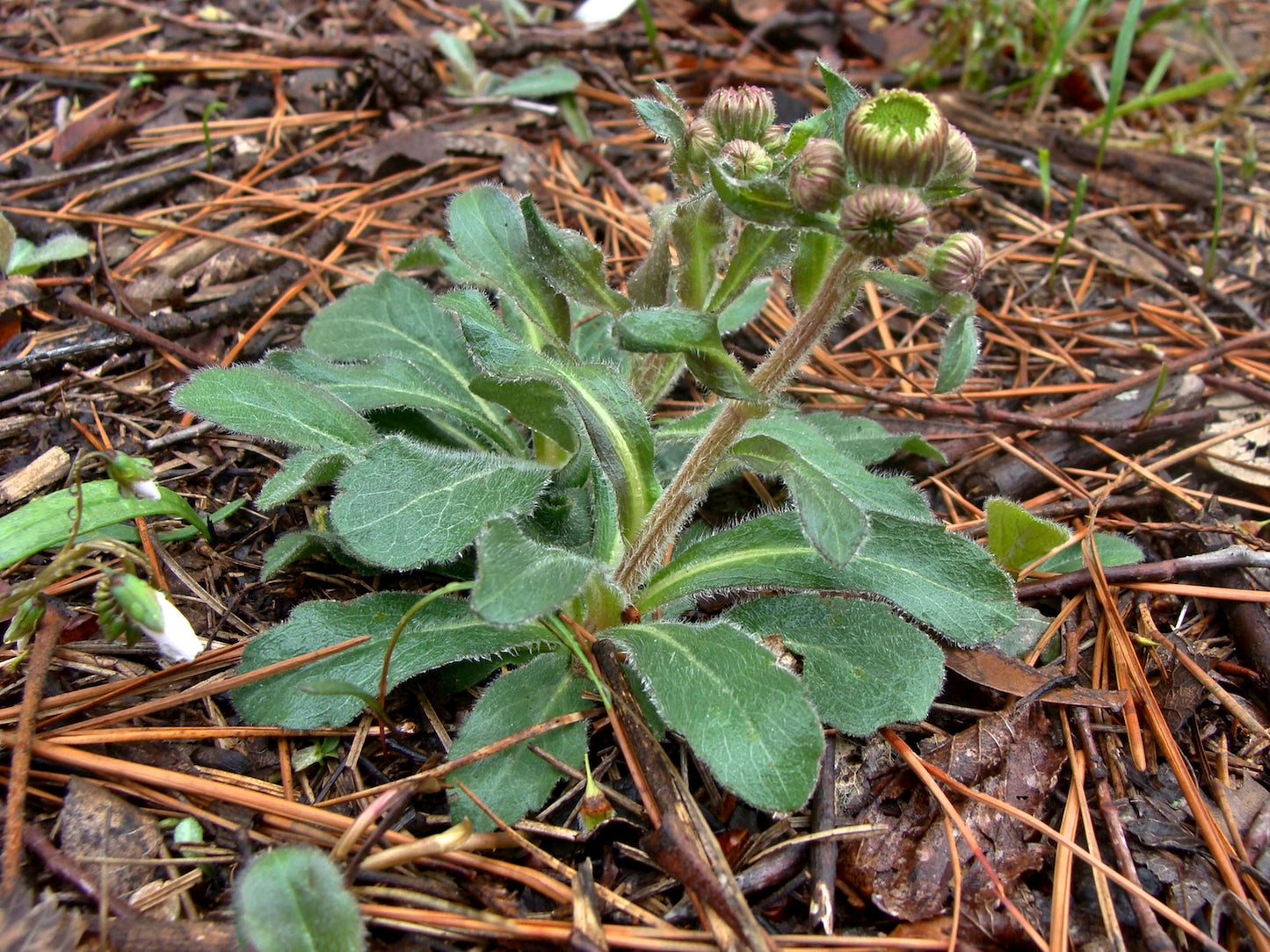 Erigeron pulchellus 'Meadow Muffin' --Robin's Plantain--