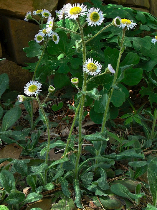 Erigeron pulchellus 'Meadow Muffin' --Robin's Plantain--