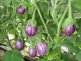 EGGPLANT 'Piccolo'