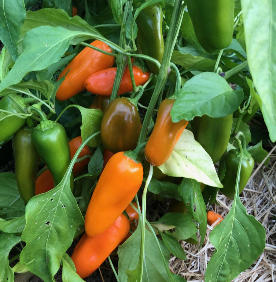 PEPPER 'Orange Picnic'