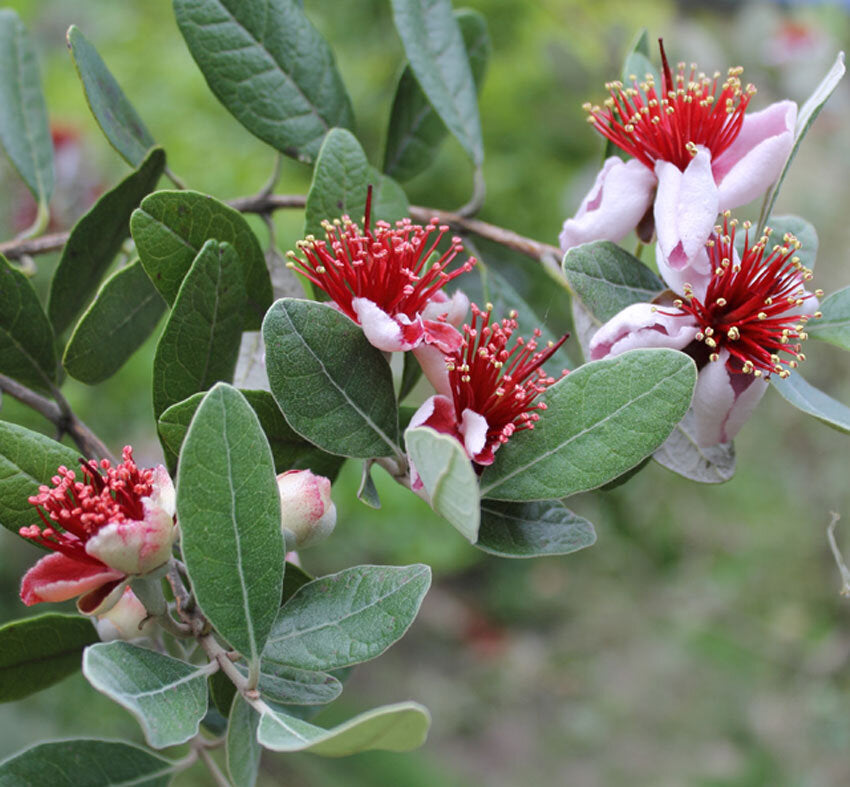 pineapple guava plants for sale GUAVA 'Pineapple' --Feijoa sellowiana--