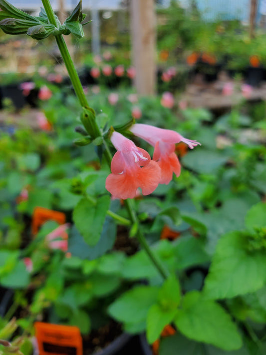 Salvia coccinea --Pink Tropical Sage--
