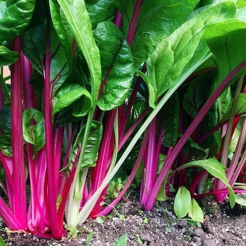 CHARD 'Flamingo'