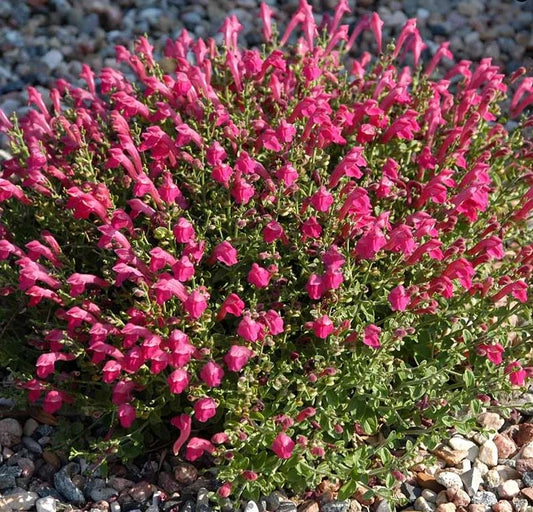 Scutellaria suffrutescens --Pink Skullcap--