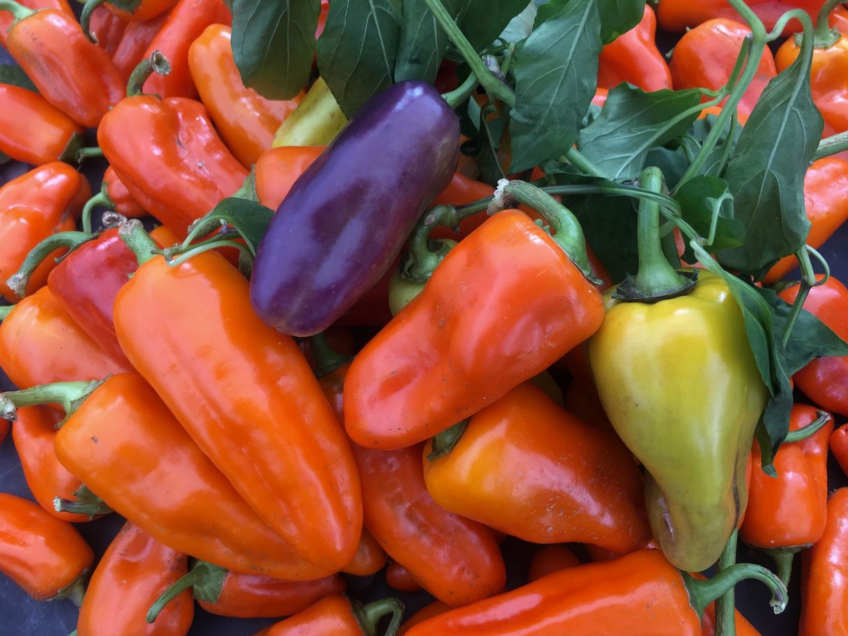 PEPPER 'Pippin's Golden Honey'