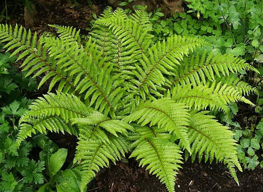 Polystichum polyblepharum --Japanese Tassel Fern--