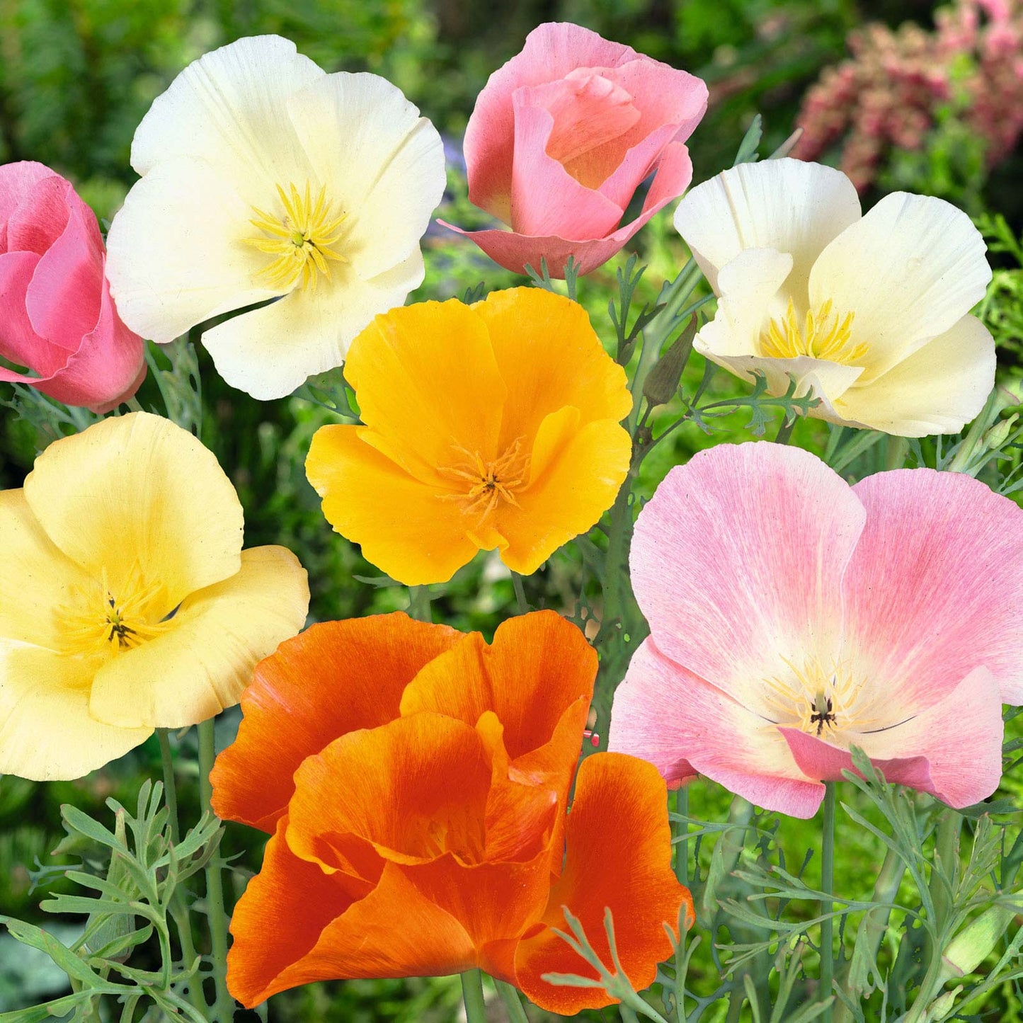 Eschscholzia californica --California Mix Poppy--