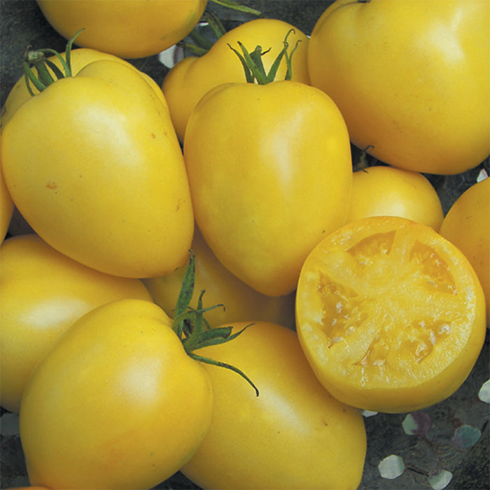 TOMATO 'Powers Heirloom'
