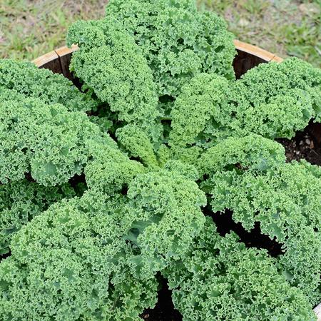 KALE 'Prizm'