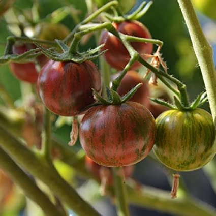 TOMATO 'Purple Bumble Bee'