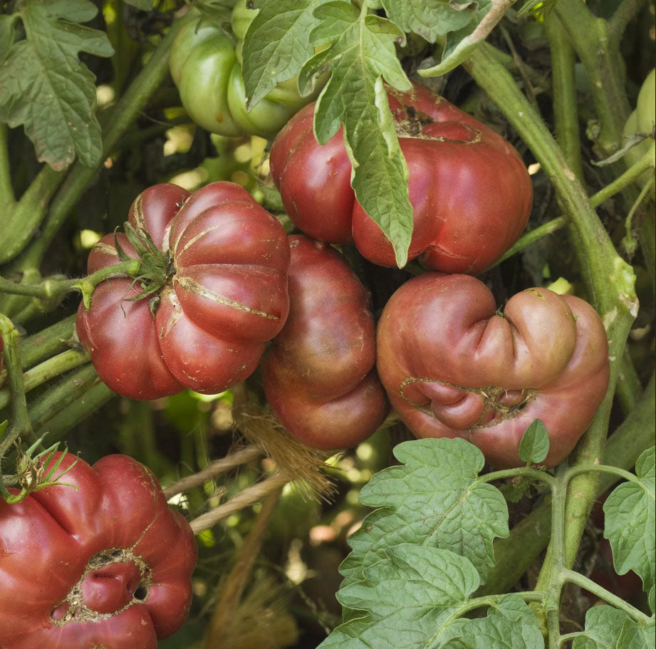 TOMATO 'Purple Calabash'