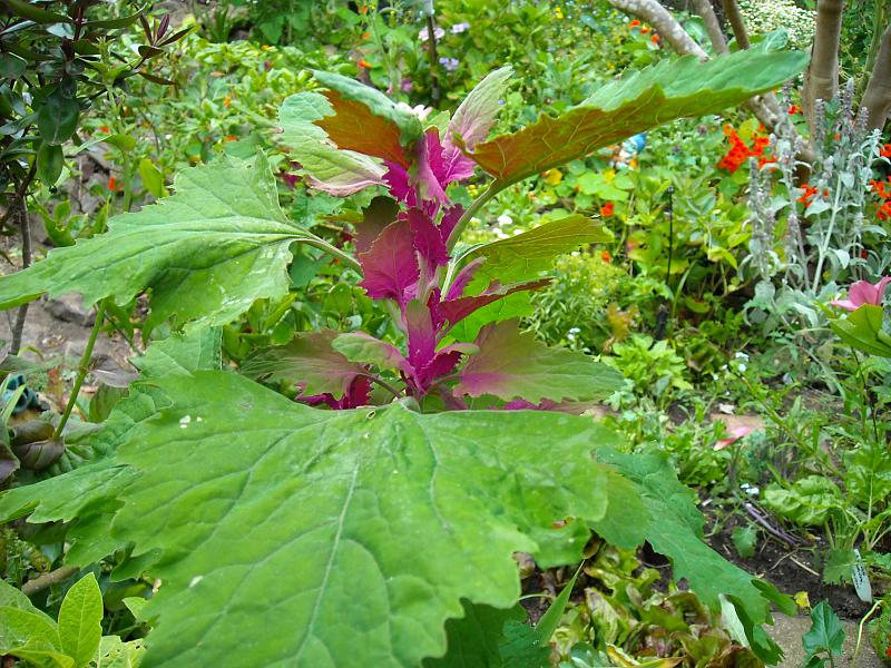 GOOSEFOOT 'Purple'