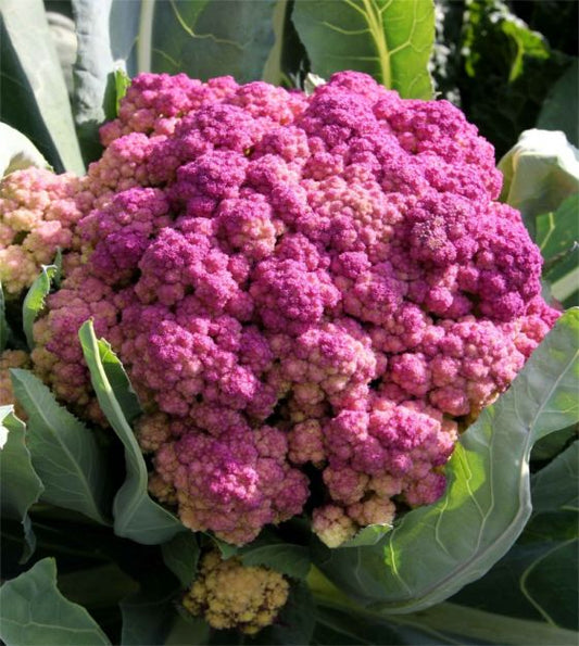 CAULIFLOWER 'Purple of Sicily'