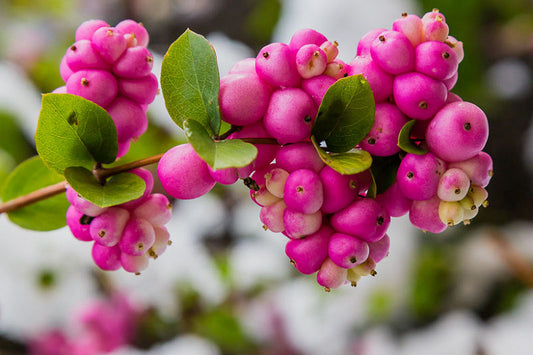 Symphoricarpos orbiculatus --Coralberry--