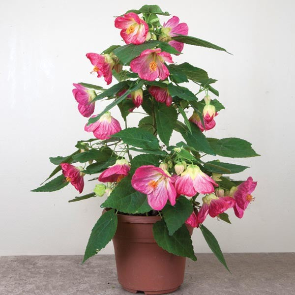 Abutilon --Blushing Belle Flowering Maple--