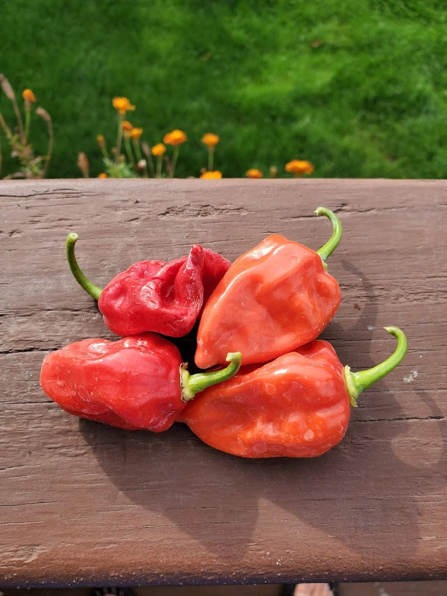 PEPPER 'West Indies Red Habanero'