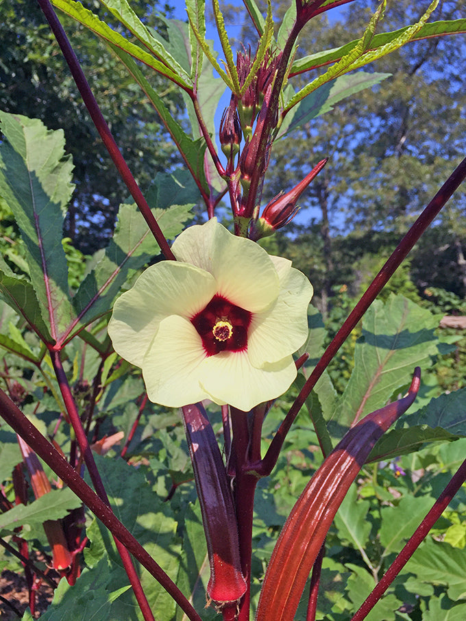 OKRA 'Red Burgundy'