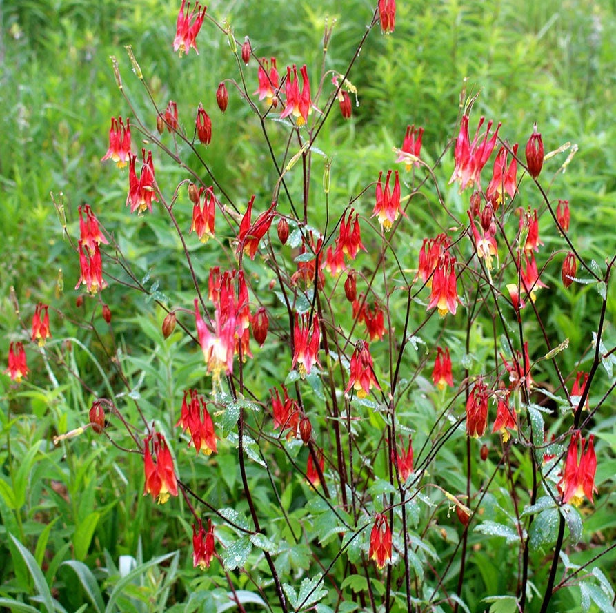 Aquilegia canadensis --Red Columbine--