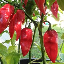 PEPPER 'Red Devil's Tongue'