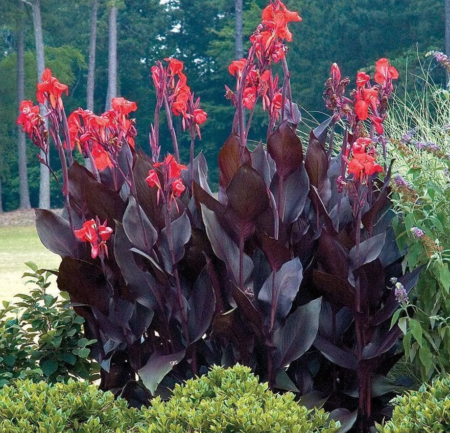 Canna x generalis 'Red Futurity'