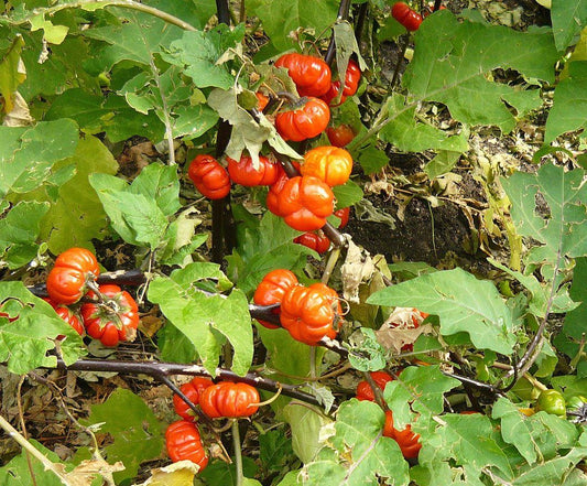 EGGPLANT 'Red Ruffled'