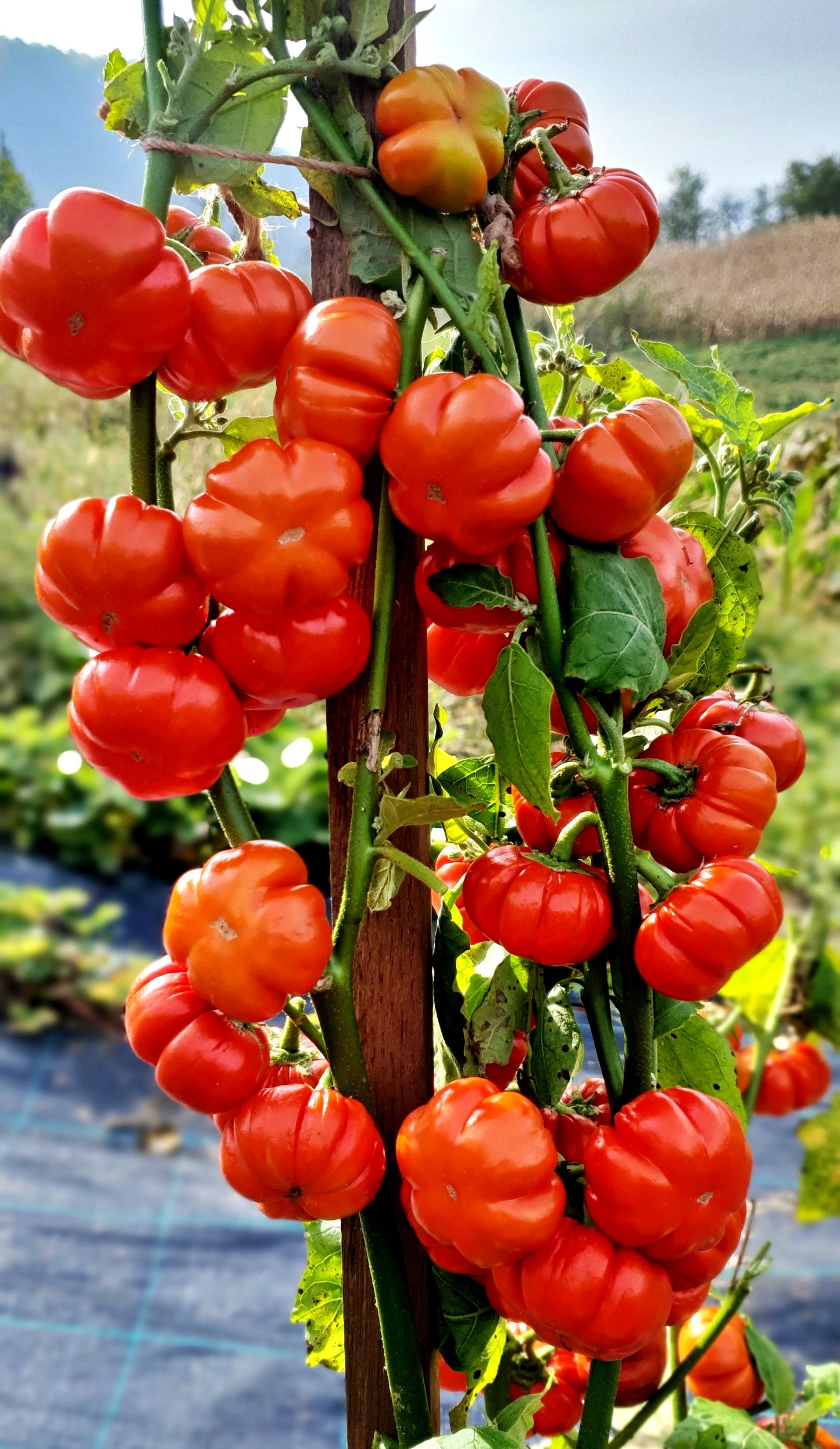 EGGPLANT 'Red Ruffled'