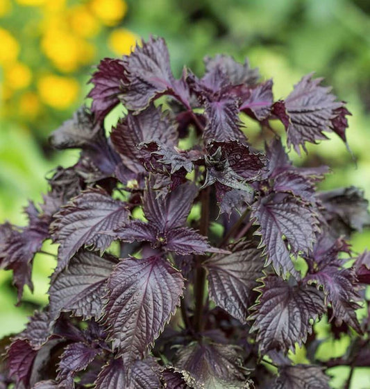 SHISO 'Red' --Perilla frutescens--
