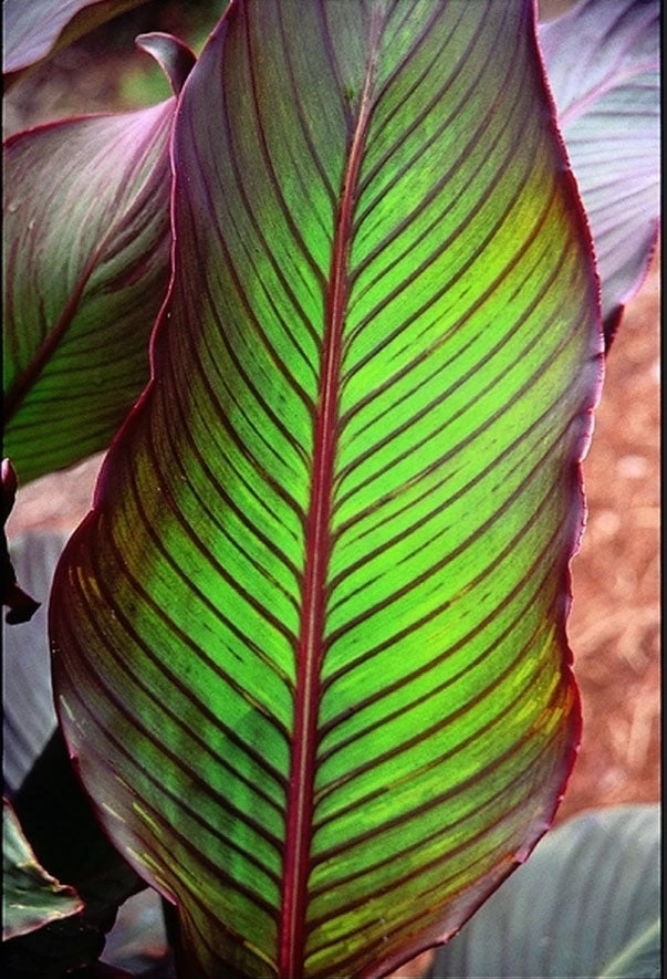 Canna indica 'Purpurea' --Red Stripe Canna--
