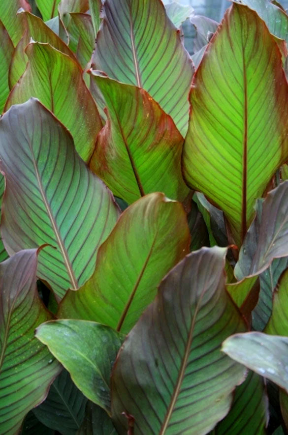 Canna indica 'Purpurea' --Red Stripe Canna--