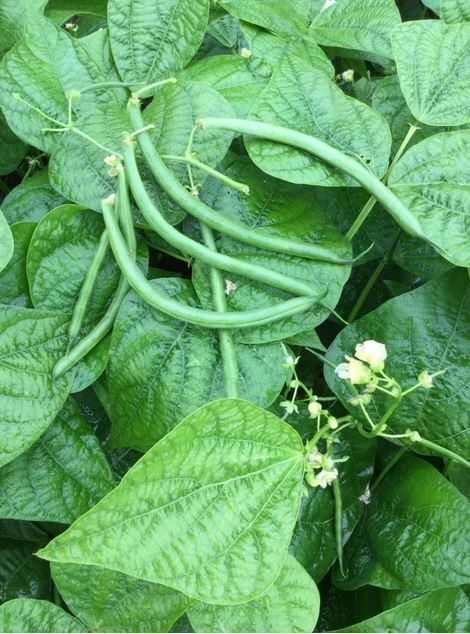 BEAN 'Red Tail'