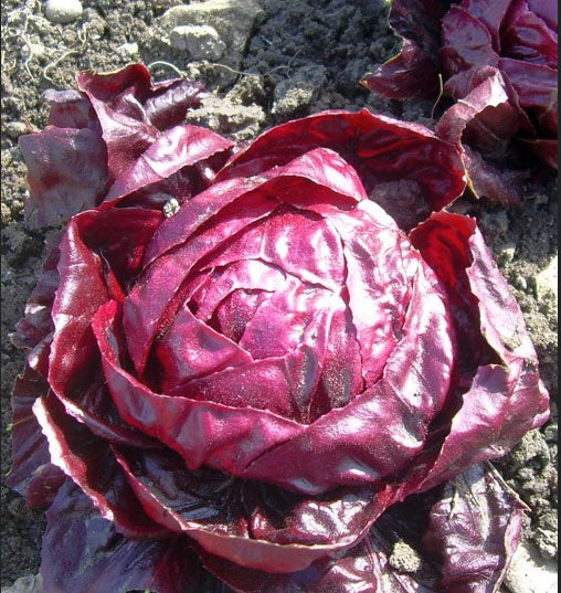 RADICCHIO 'Red Verona'