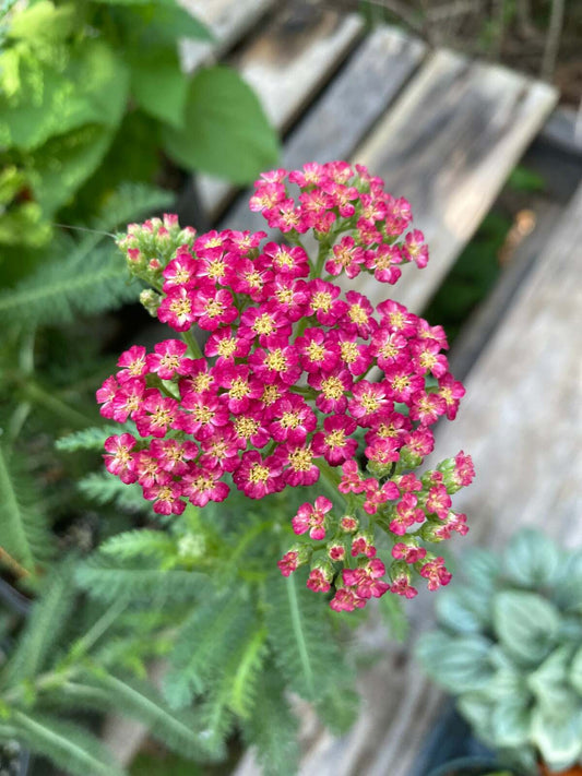 Achillea millefolium --Red Velvet Yarrow--