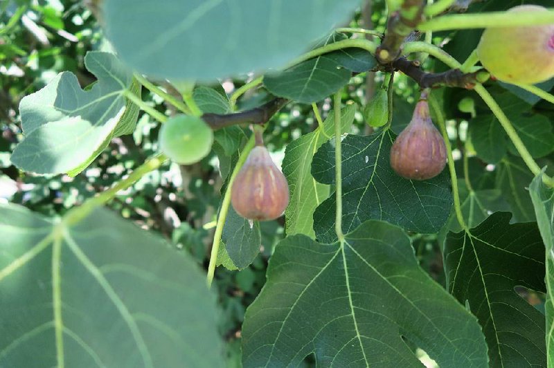 FIG 'Atreano' --Ficus carica--